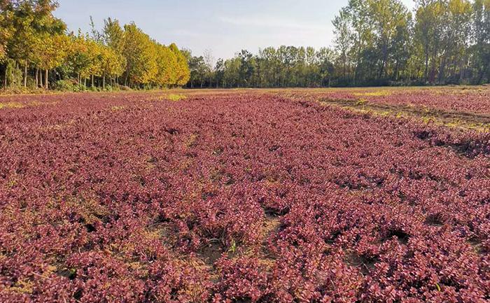 胭脂红景天种苗种植基地室外实拍图片