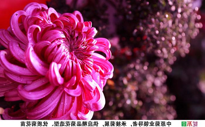 紫强大菊花品种种苗实拍图片
