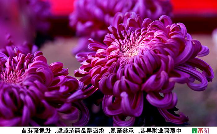 紫强大菊花种苗基地实拍图片