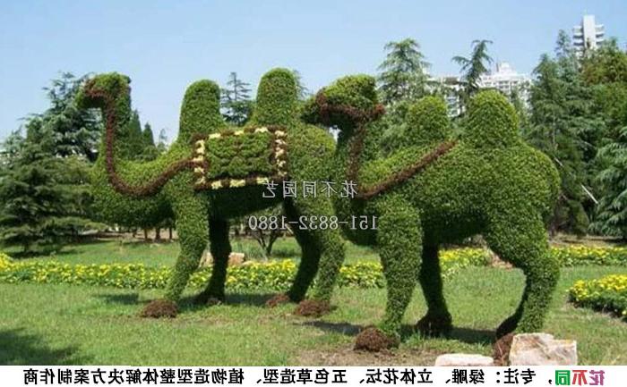 植物绿雕动物造型-骆驼实拍图