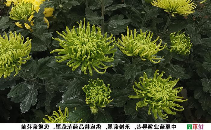 菊花苗的品种-绿牡丹